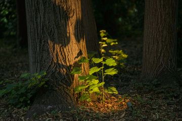 Ginko 4.3 - Outdoor projectors for enhancing green areas by L&L Luce&Light - view 9