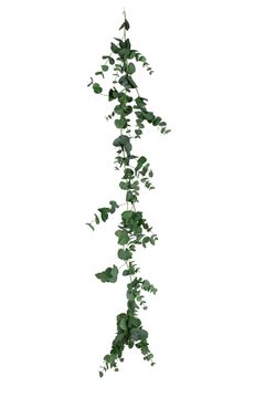 Eucalyptus Garland by AM Acoustics