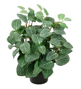 Fittonia, 34 cm by AM Acoustics