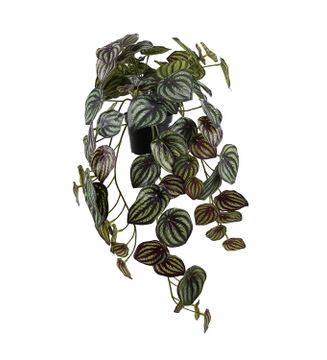 Peperomia, 45 cm by AM Acoustics