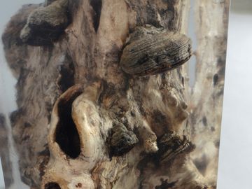 FUNGI Stool by Alcarol - view 9