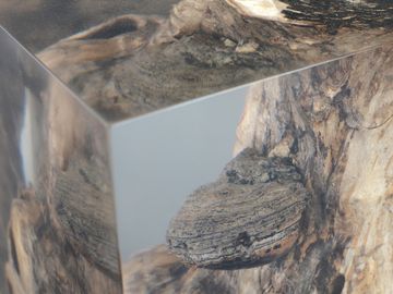 FUNGI Stool by Alcarol - view 6