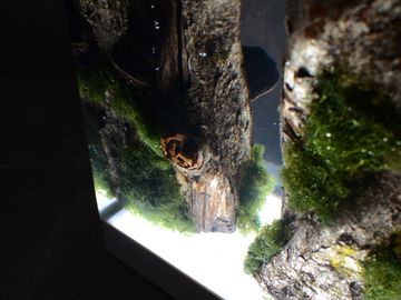 MOSS Lamp by Alcarol - view 5