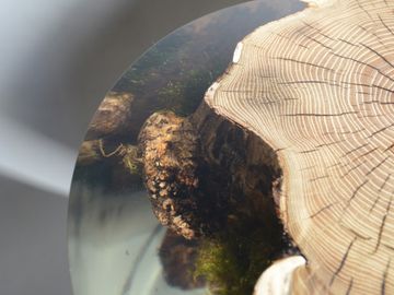SURFACING STUMP by Alcarol - view 4