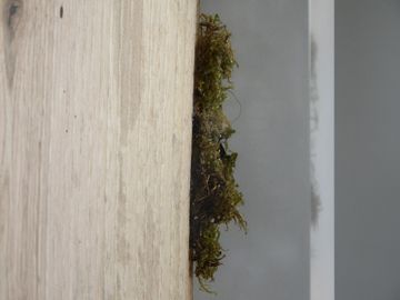 MOSS Screen by Alcarol - view 7