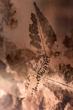 LEAFPRINT Coffee Table C by Alcarol - view 3