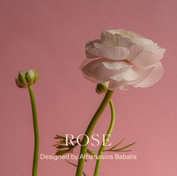 Rose A91 by Anesis - view 7
