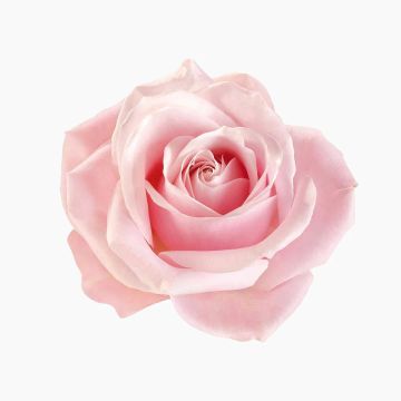 Rose A91 by Anesis - view 8