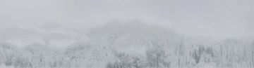 Nimbus by Calico Wallpaper - view 2