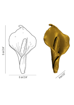 Flora Calla - flower brass knob by Il Bronzetto - view 3