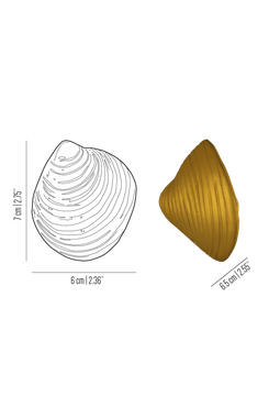Oceano Tectus - seashell brass knob by Il Bronzetto - view 3
