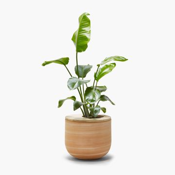 Pot Lur by ALKI - view 4