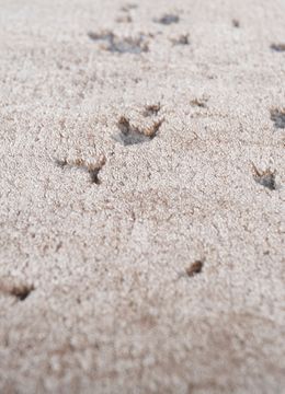 Chaos Theory ESK-316, Desert Tan/Ashwood by Jaipur Rugs - view 6