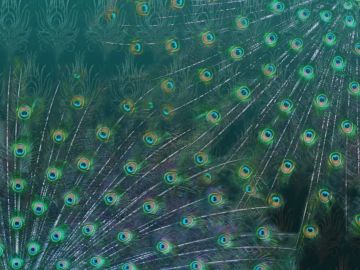 Peacock by Officinarkitettura® - view 3