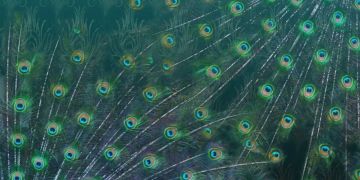 Peacock by Officinarkitettura® - view 4