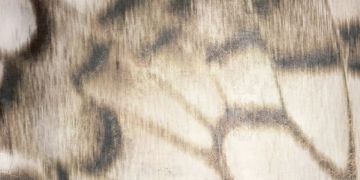 Butterfly by Officinarkitettura® - view 2