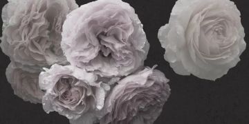 Rose by Officinarkitettura® - view 2