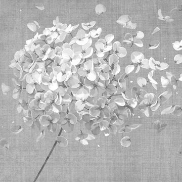 Breath Flower Grey by Adriani e Rossi edizioni