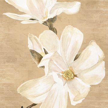 Magnolia by Adriani e Rossi edizioni