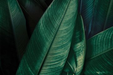 Jumanji_1 – Textile – L.320 H.154 cm by Adriani e Rossi edizioni