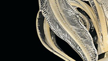Piume by Barovier&Toso - view 7