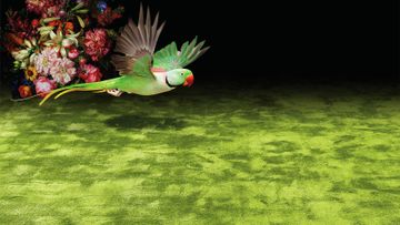 Pure Silk 2500 Wall-to-wall Carpet by Object Carpet - view 7