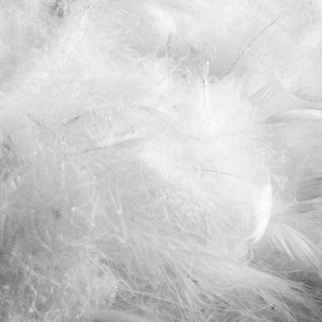Goose feather duvet - Cotton duvet by Flou - view 3