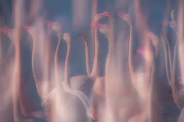 EVANESCENZE IN ROSA - Ecological wallpaper by STYL’EDITIONS - view 3
