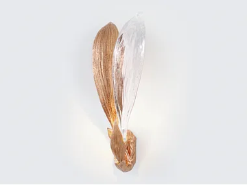 DANDELION CYPSELA DUO - LED handmade bronze wall lamp by Serip - view 2