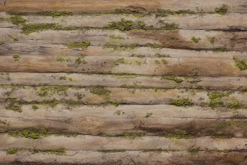 Baobab Moss by Artstone Panel Systems