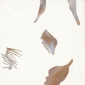 Conch by Calico Wallpaper