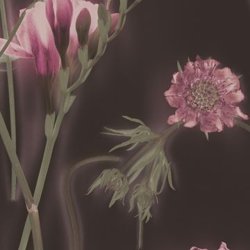 Freesia by Calico Wallpaper - view 2