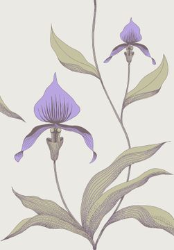Orchid by Cole & Son