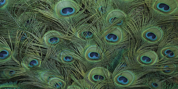 COCK - Washable wallpaper _ creativespace by Creative Space - view 3