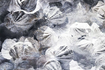 SHELL - Fire retardant washable wallpaper _ creativespace by Creative Space - view 3