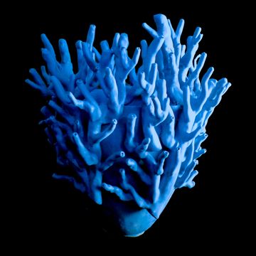TURCOSA by Elica Studio