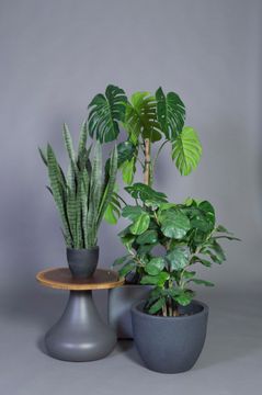 Fiddle Leaf Fig Tree 900 by Gotessons