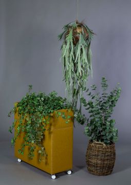 Elk horn fern 1400 by Gotessons