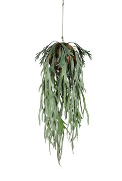 Elk horn fern 1400 by Gotessons - view 4