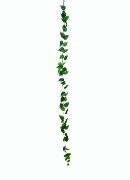 Golden Pothos garland 1900 by Gotessons - view 2