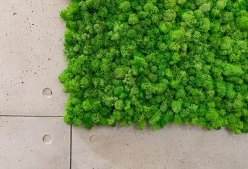 Green Wall - Lichen by GREENMOOD