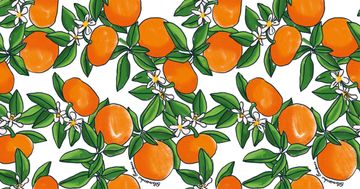 Tangerine by Hookedonwalls