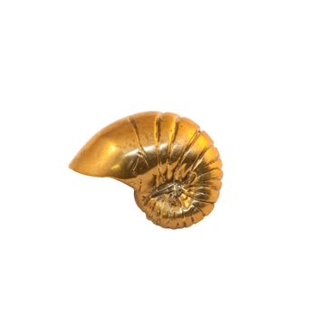 Oceano Nautilus - seashell brass knob by Il Bronzetto