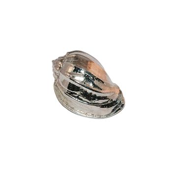 Oceano Cowrie - seashell brass knob small by Il Bronzetto