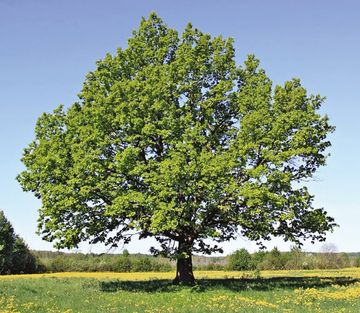Conoscere il tipo di legno che si sta trattando permette di fare scelte giuste by J.F. AMONN