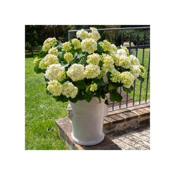 Planter with mask - decor Arcaica white by L'Antica Deruta