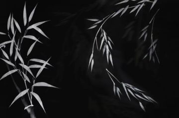 Bamboo white row by Officinarkitettura®