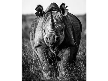 LB-001 - Author made artistic print by MOMENTI