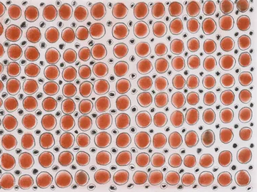 DIARI 2 - Motif Ecological wallpaper by STYL’EDITIONS