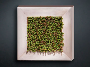 SEDUM - Vegetal frame by VGnewtrend